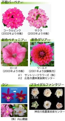 花のイオンビーム育種の実用化例