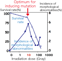 Graph of the Relationship between irradiation dose and mutation rate